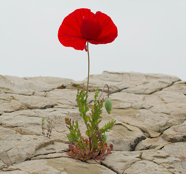 Resilienz und Bewusstseinserweiterung