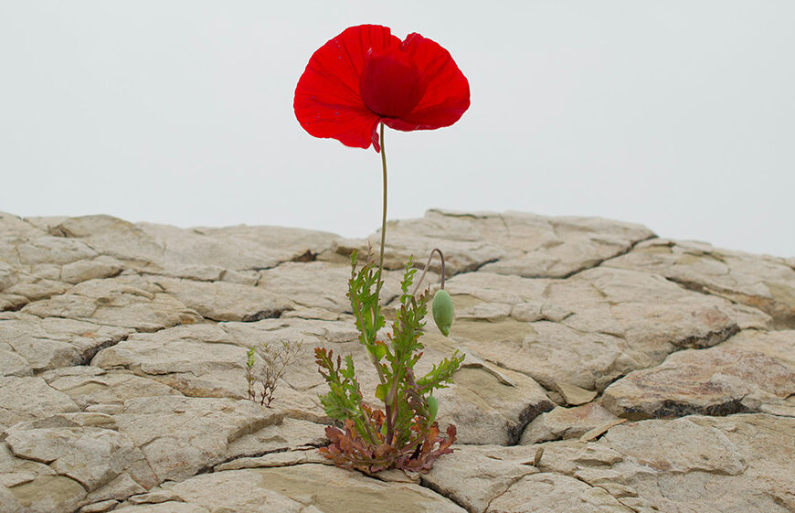 Resilienz und Bewusstseinserweiterung