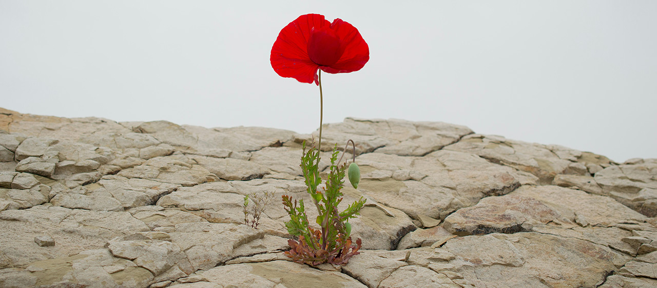 Resilienz und Bewusstseinserweiterung